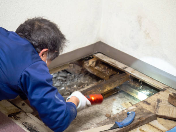 Best Crawl Space Mold Removal  in Rosedale, LA