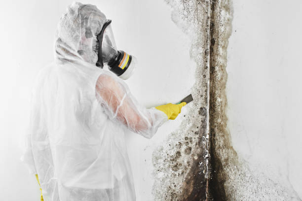 Best Best Mold Removal Companies  in Rosedale, LA