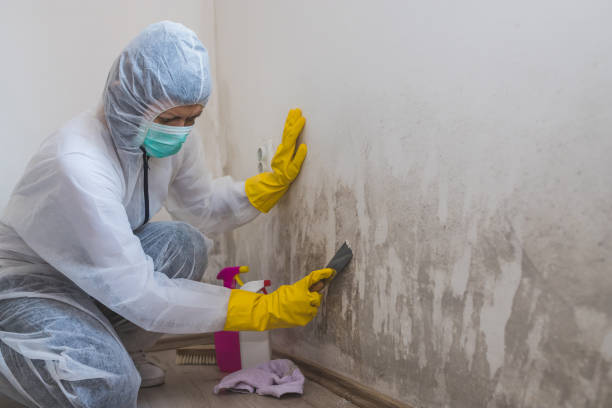 Mold Removal and Inspection in Rosedale, LA