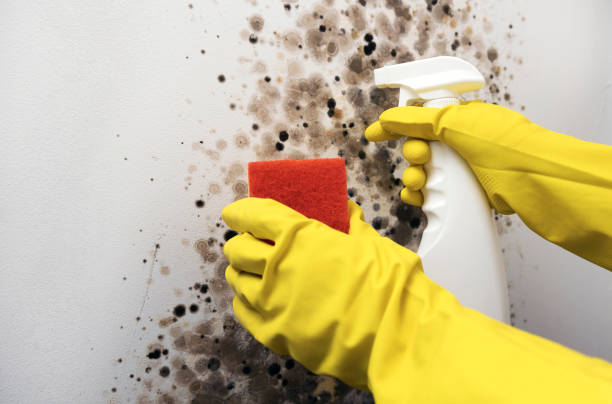 Best Residential Mold Removal  in Rosedale, LA
