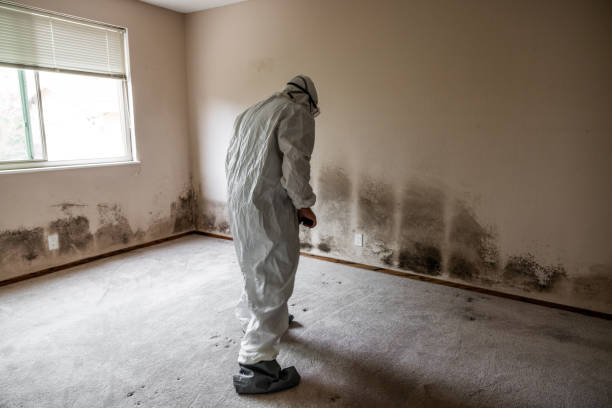 Best Mold Damage Repair  in Rosedale, LA