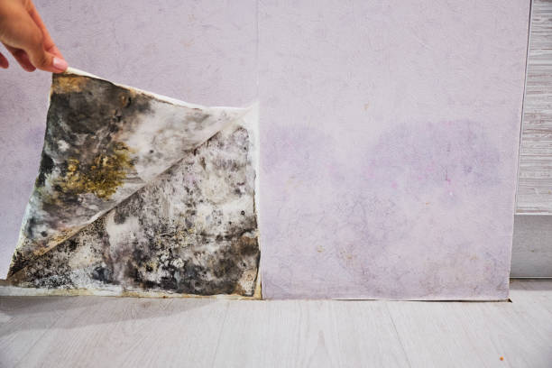 Best Fast Mold Removal  in Rosedale, LA
